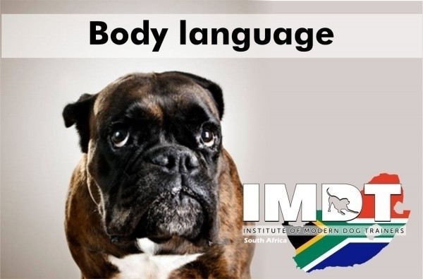 ½ Day Canine Body Language Masterclass - Kenya