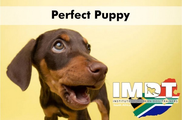 ½ Day Perfect Puppy Foundations - Kenya